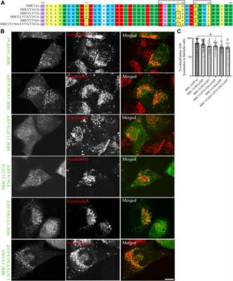 Atlantic cod (Gadus morhua) MHC I localizes to endolysosomal compartments independently of cytosolic sorting signals